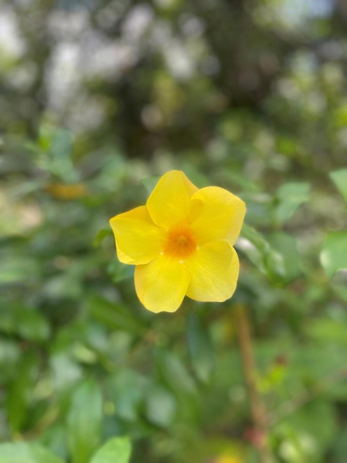 Villa Alamanda 乌布 外观 照片